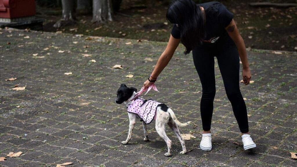 Adoptar un perro en Xalapa requisitos y pasos esenciales 1 adoptar un perro en xalapa requisitos y pasos esenciales