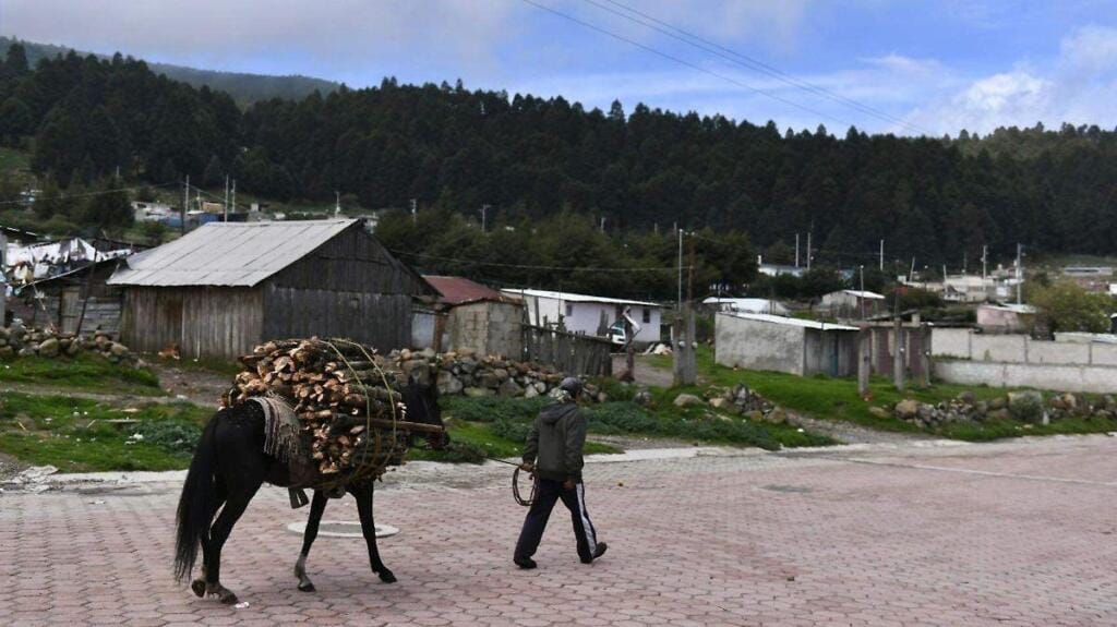 Aserraderos en Cofre de Perote demandan regulación y vigilancia 1 aserraderos en cofre de perote demandan regulacion y vigilancia
