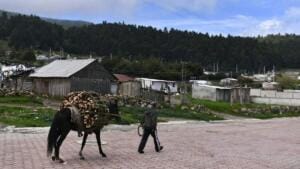 Aserraderos en Cofre de Perote demandan regulación y vigilancia 2 aserraderos en cofre de perote demandan regulacion y vigilancia