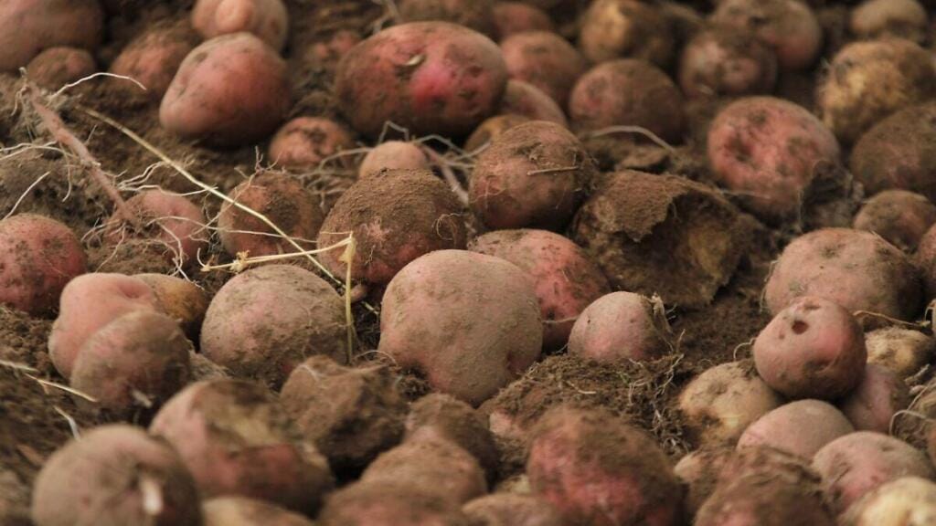 Productores de papa en Perote esperan lluvias para la cosecha 1 productores de papa en perote esperan lluvias para la cosecha