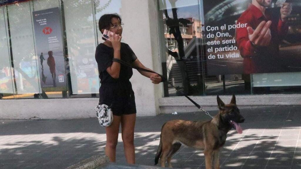 Reglamento de protección animal en Xalapa y obligaciones de dueños 1 reglamento de proteccion animal en xalapa y obligaciones de duenos