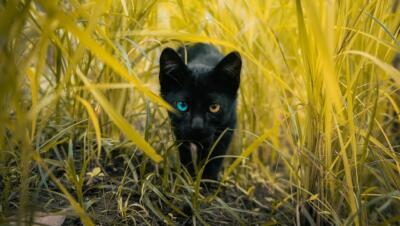 alertas