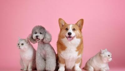 mascotas 1