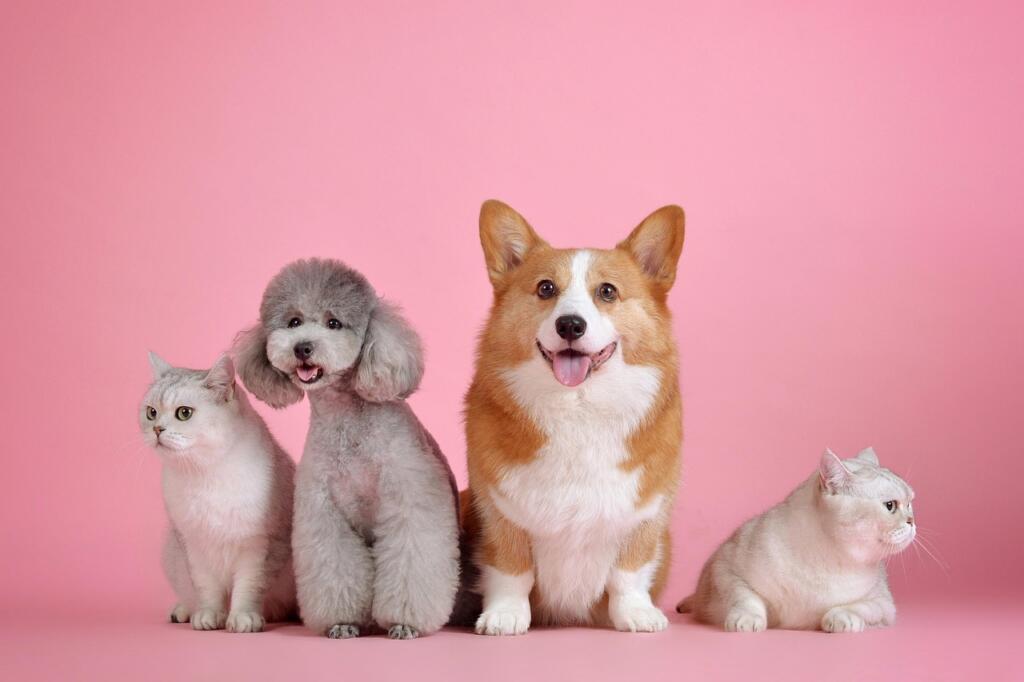 La importancia de la cultura y la infraestructura para mascotas en espacios públicos 2 mascotas