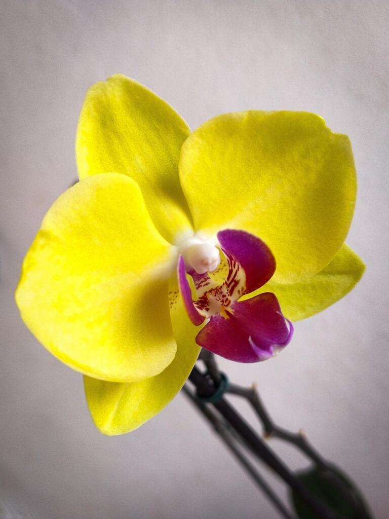 Cuatro xalapeñas hacen historia con su cuarteto de flautas 2 orquideas