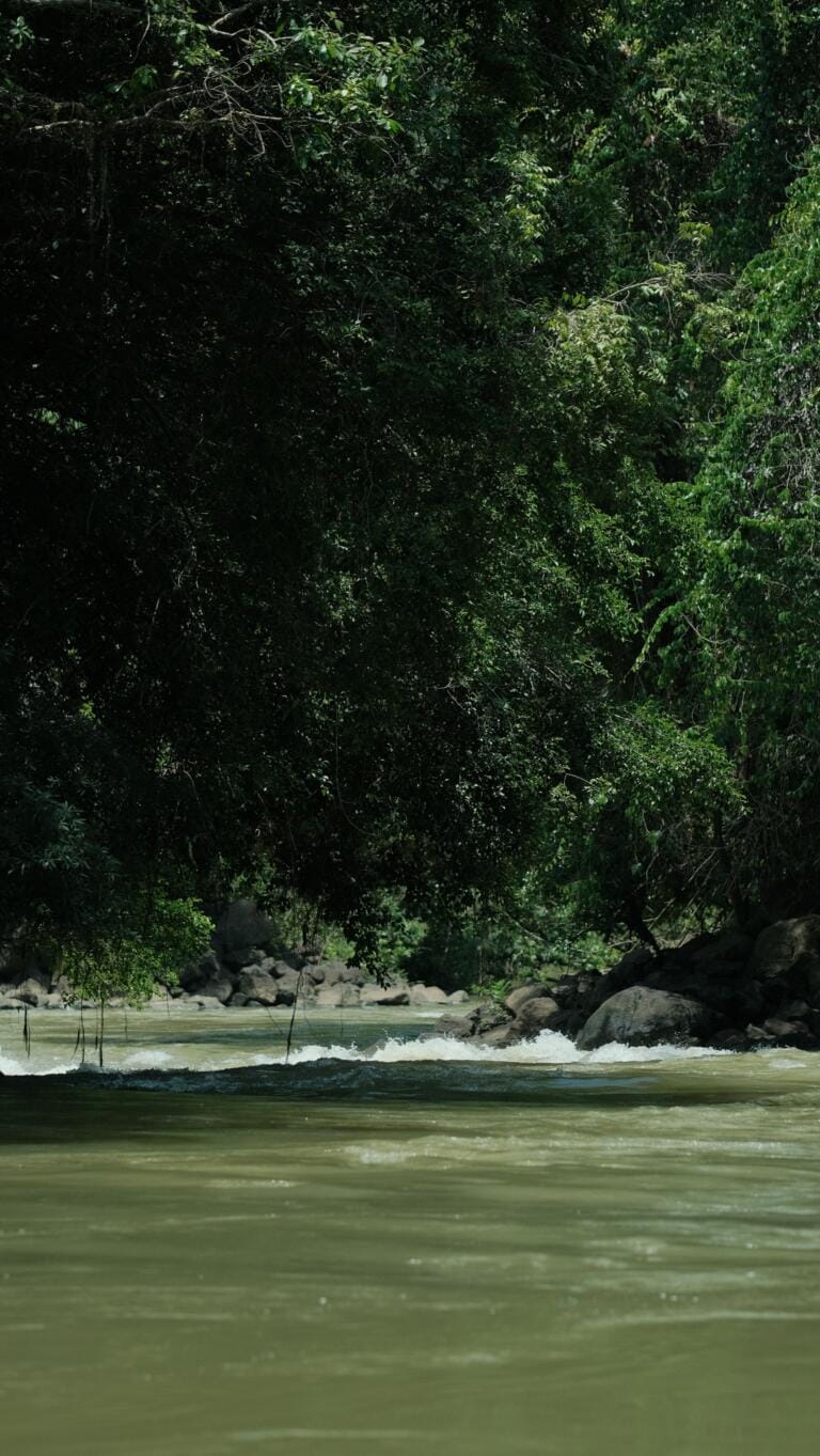 significativo conservacion ambiente