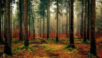 woods